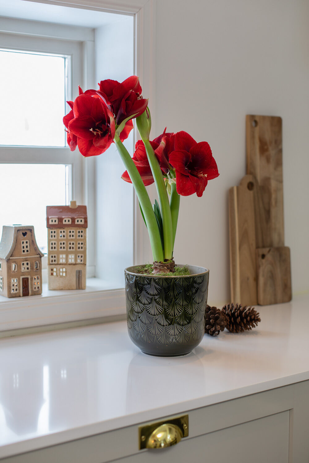 Amaryllis